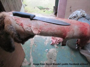 DS FB Fox Skinning 2 30.12.19.