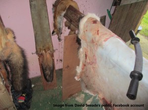 DS FB Fox Skinning 30.12.19. b