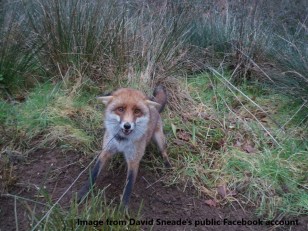 DS Live fox in snare