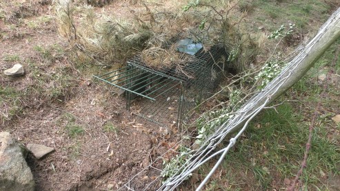 Moscar trap placed on active badger sett on PDNP land
